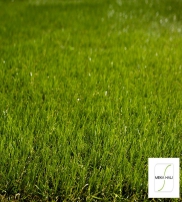 MEKA HALI CARPETS Collection  2014